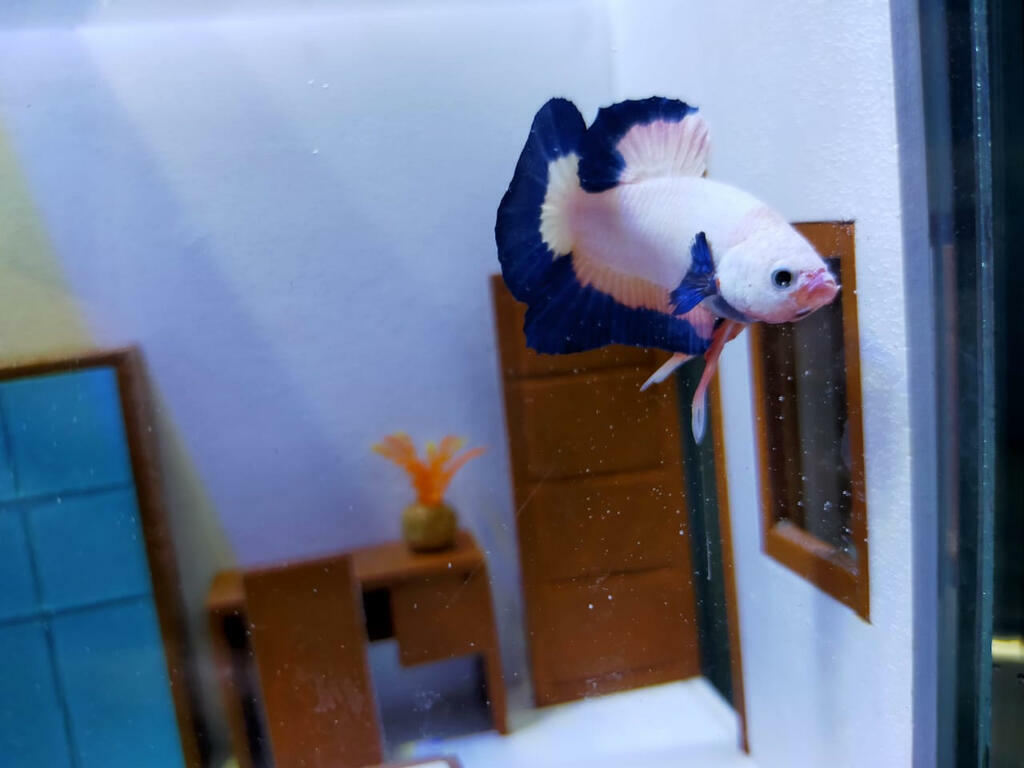 Ikan Cupang Flamingo Bluerim | Lapak Jual Beli Hewan Resmi Indonesia