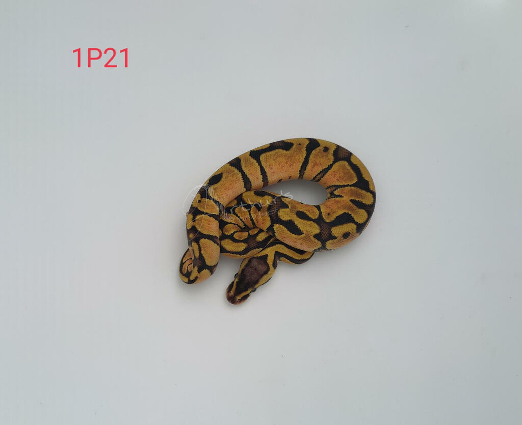image-1