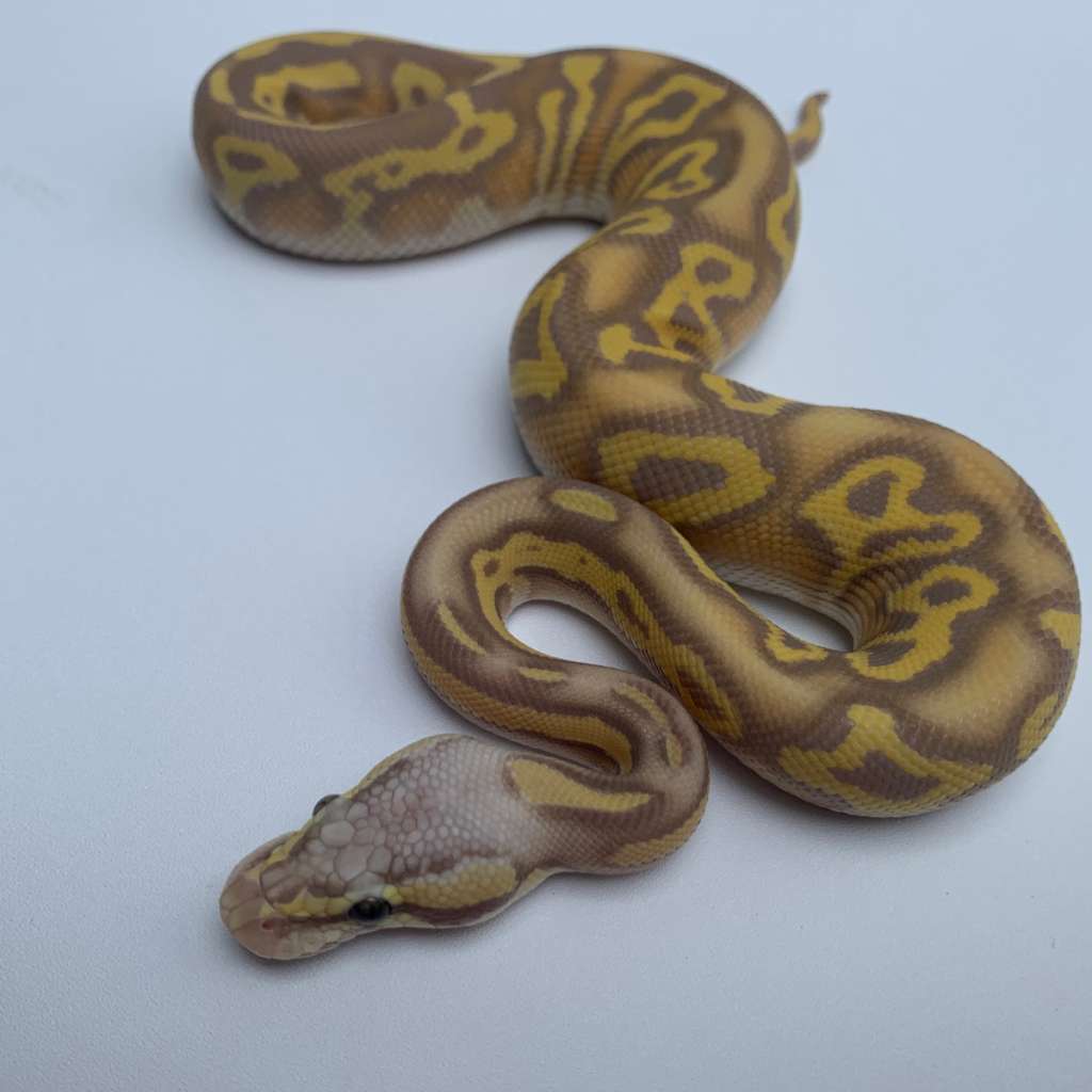 Banana Leopard Super Pastel Mojave | Lapak Jual Beli Hewan Resmi Indonesia