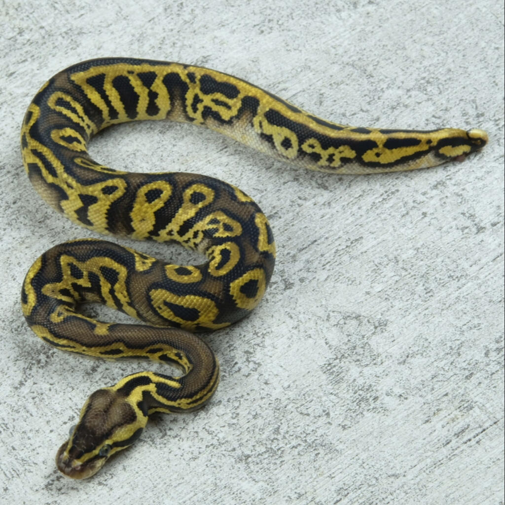 image-1
