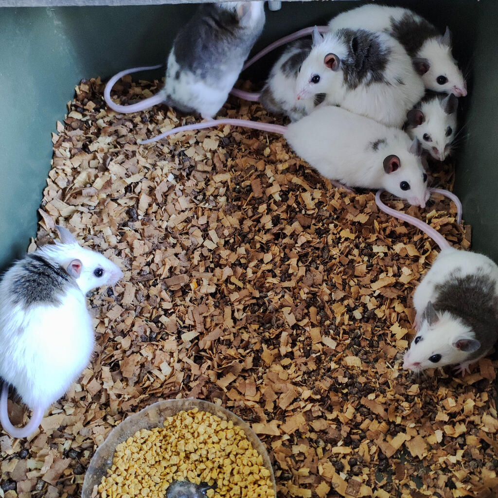 image-1