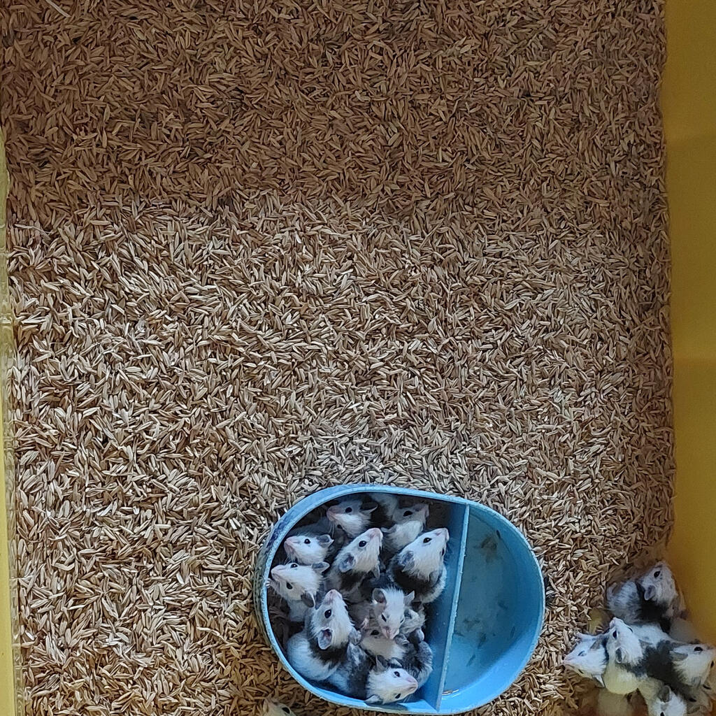 image-1