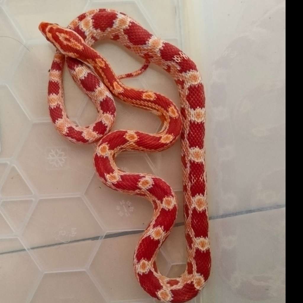 baby candy cane corn snake