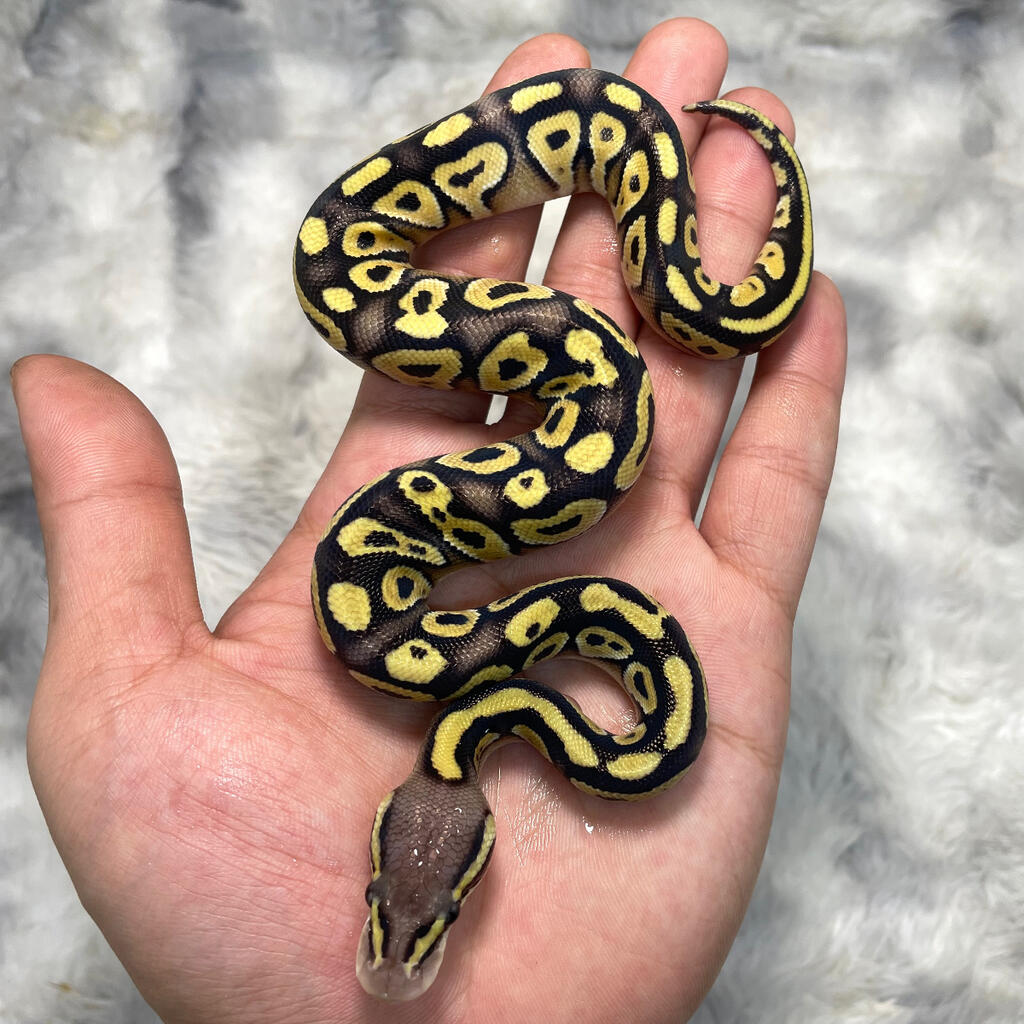 F Fire Pastel Het Lavender Lapak Jual Beli Hewan Resmi Indonesia