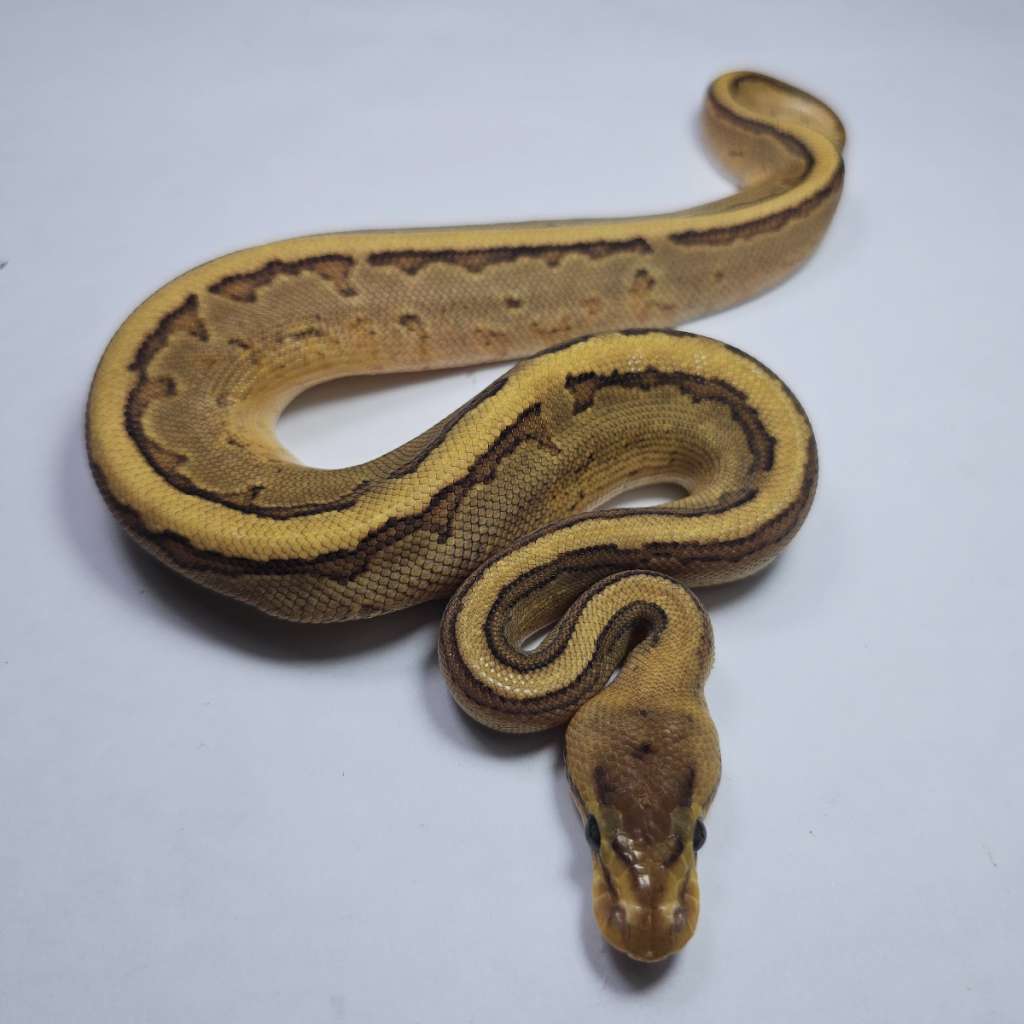 image-1