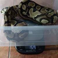 image-3