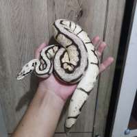 image-3