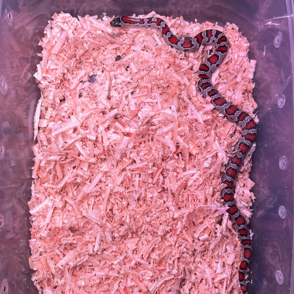 image-3
