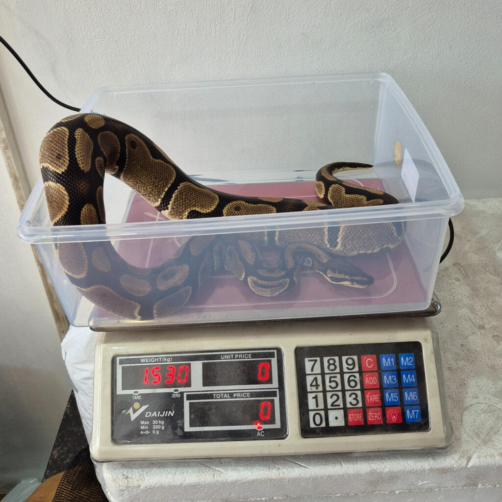 image-2