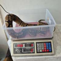 image-2