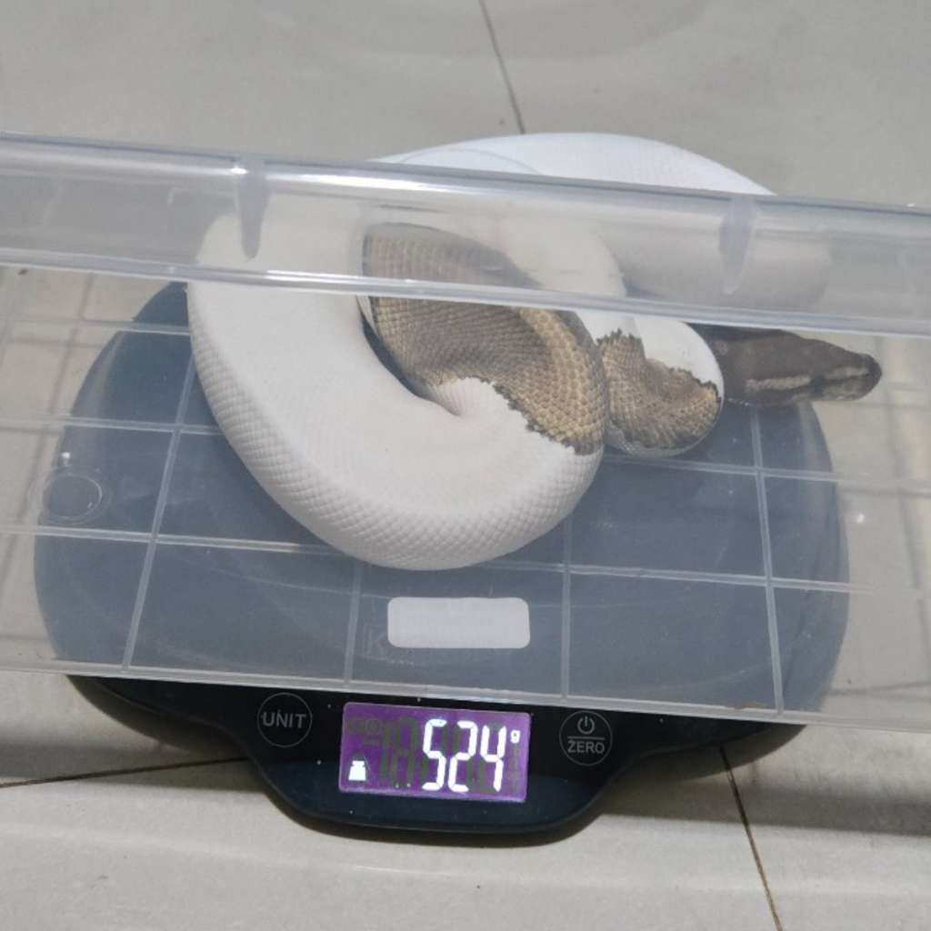 image-2