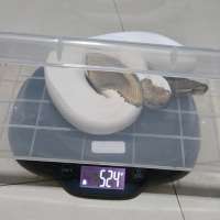 image-2