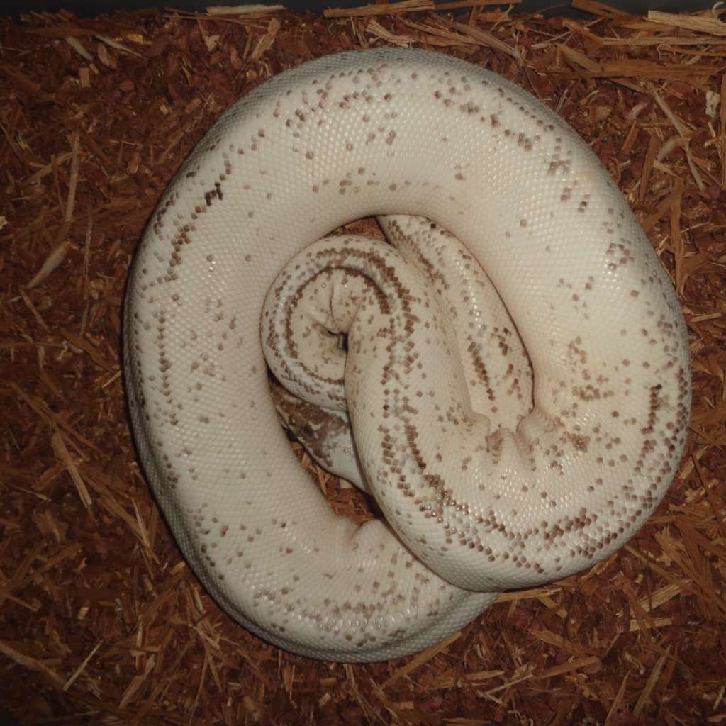 image-1