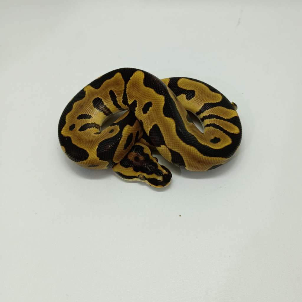image-1