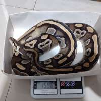image-1