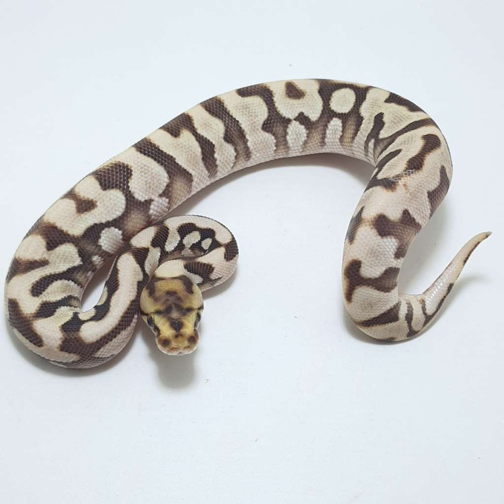 image-1