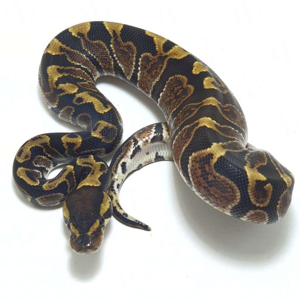 image-1