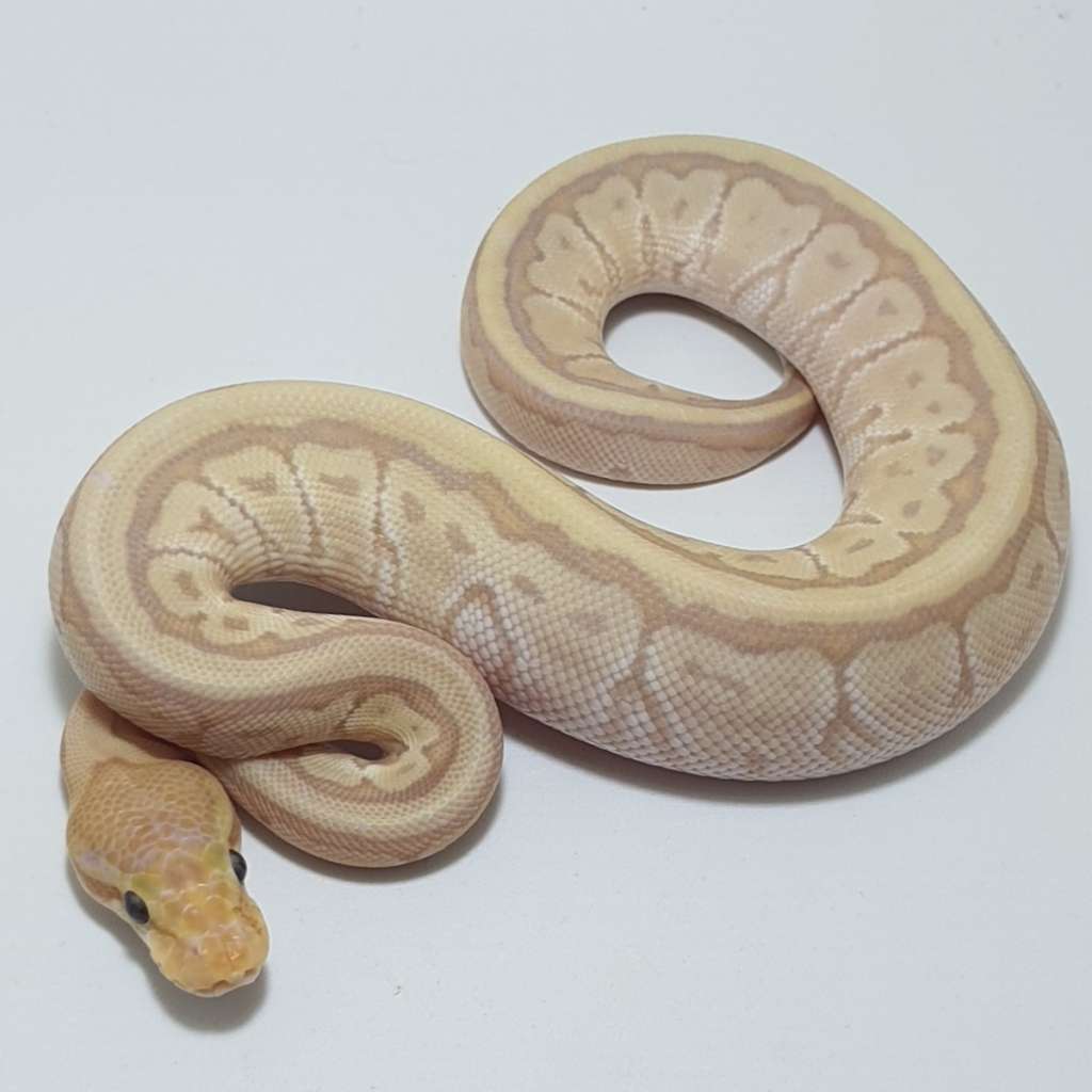 image-1