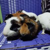 image-3