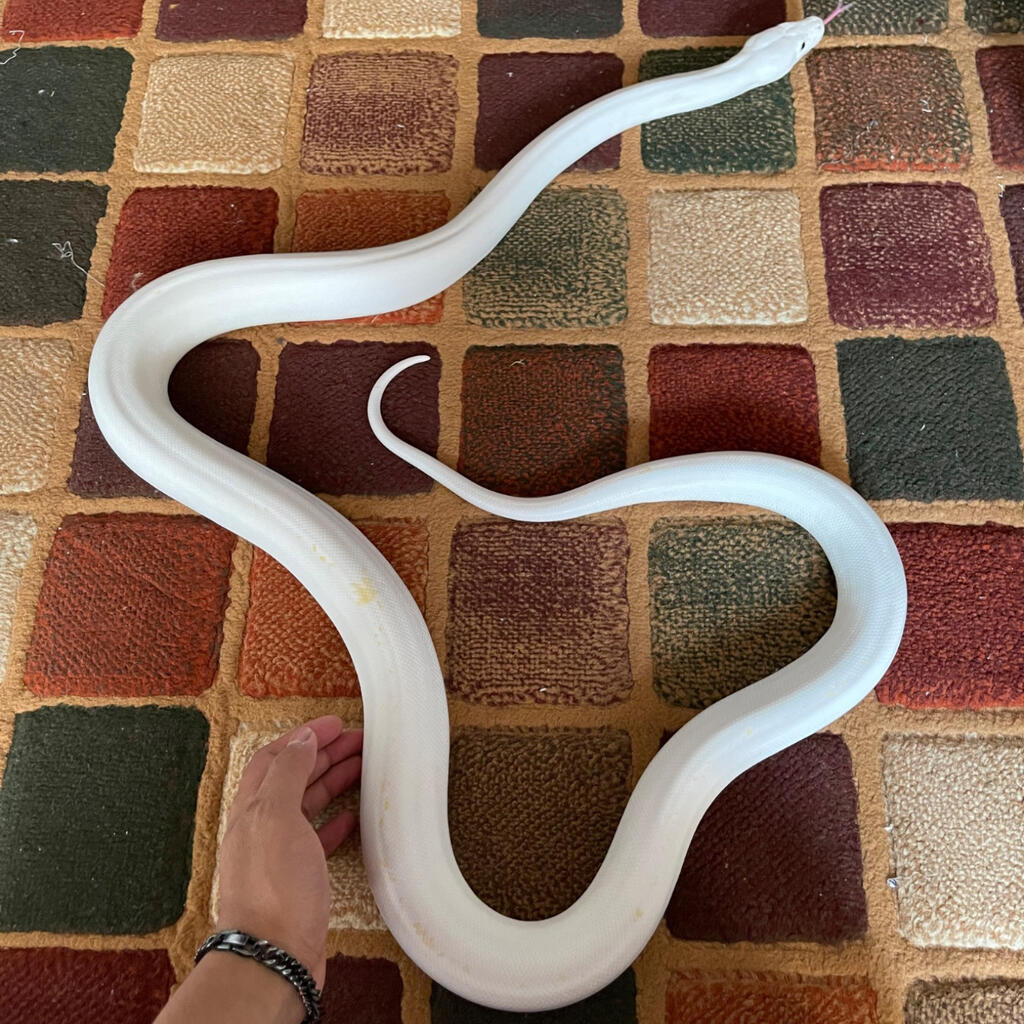 image-2