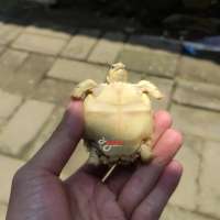 image-3