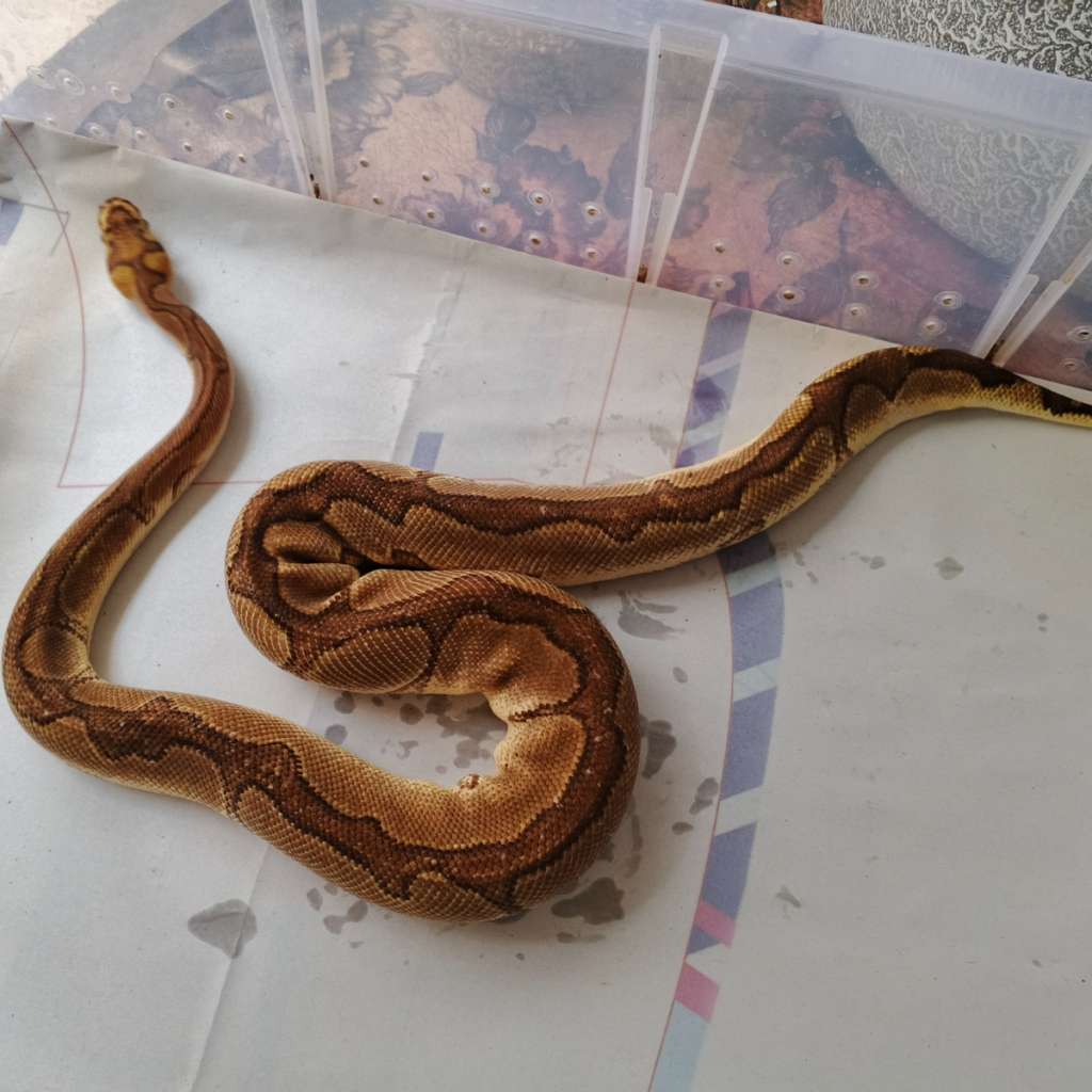 image-3