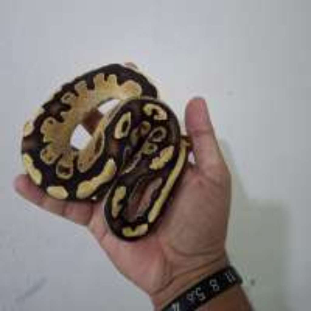 image-3