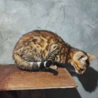 image-3