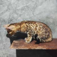image-5
