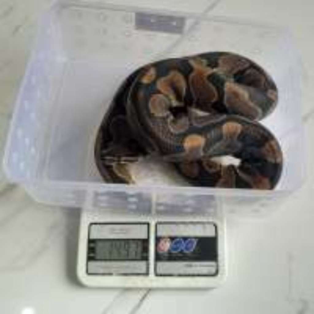 image-5