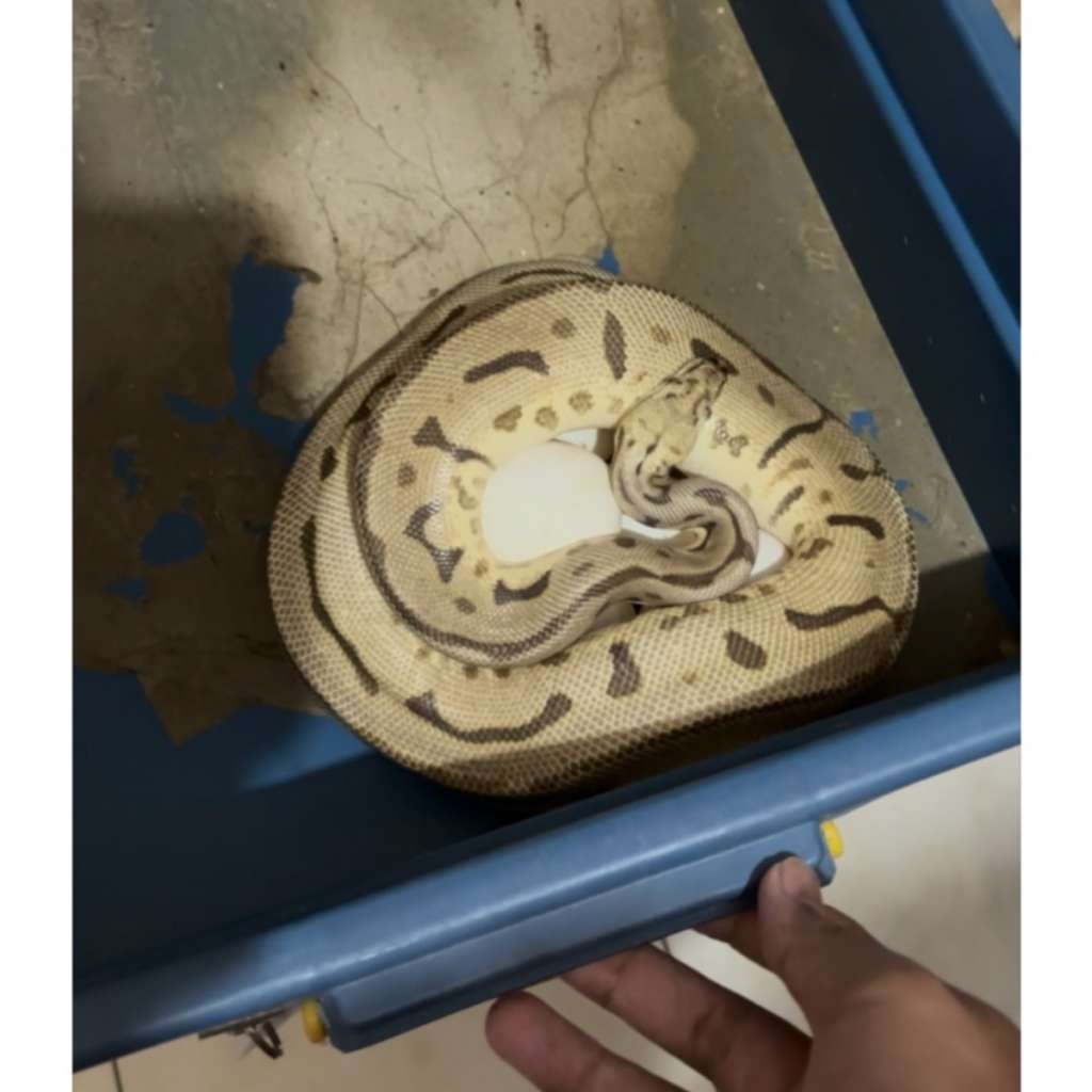 image-3