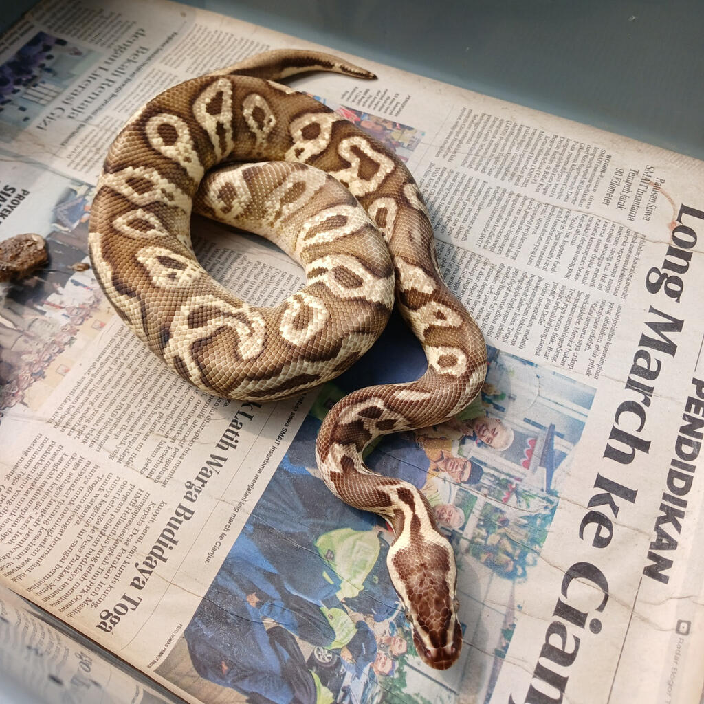 image-2