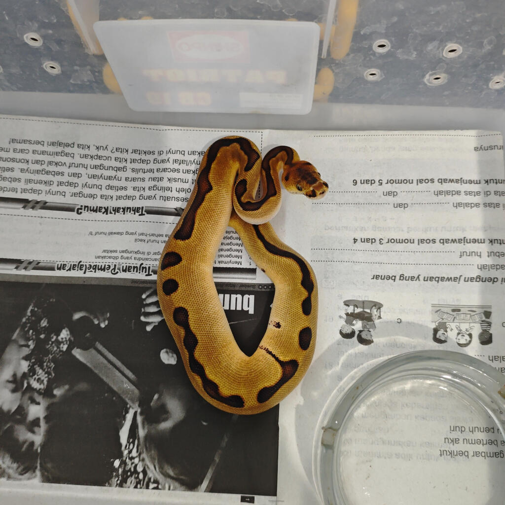 image-1