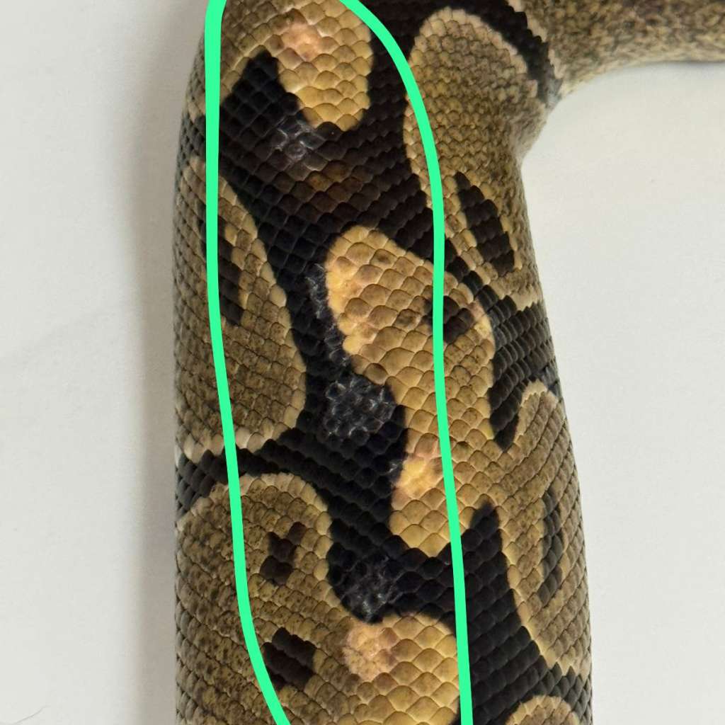 image-4