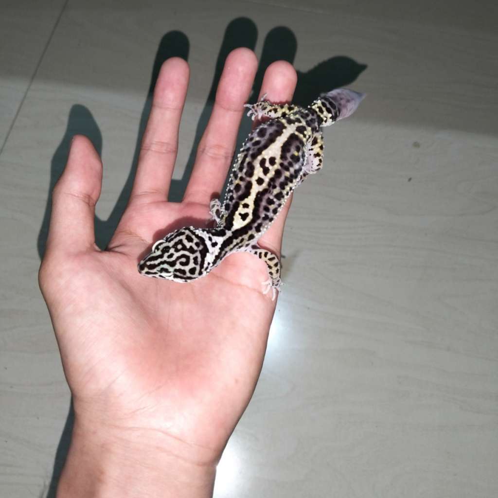 image-2