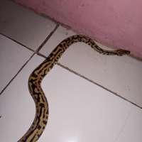 image-3