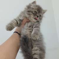image-3