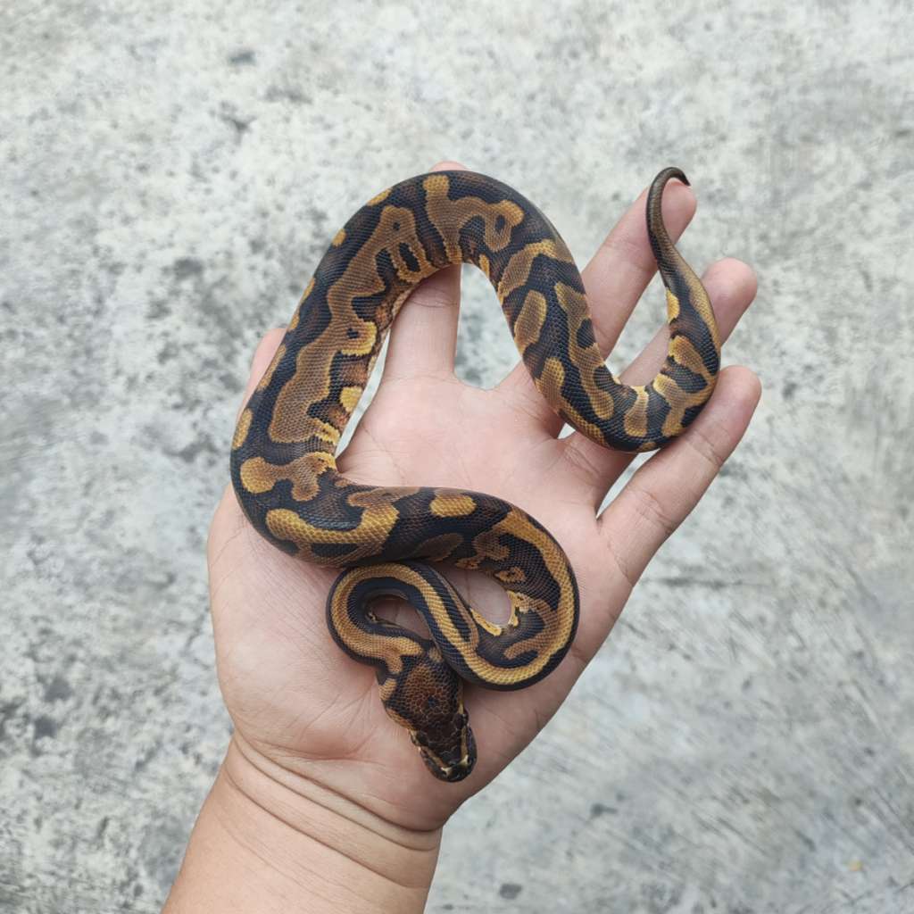 image-2