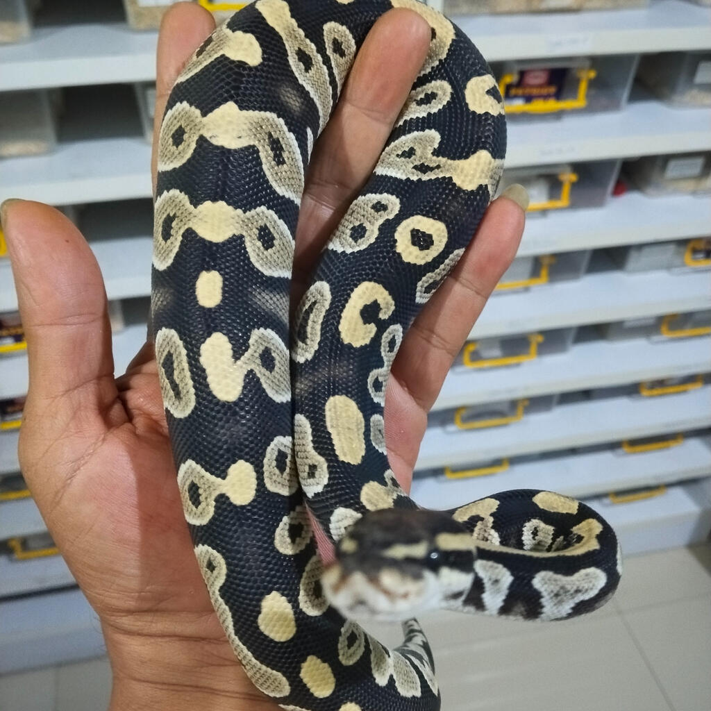image-2