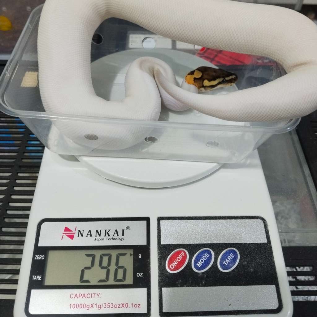 image-4