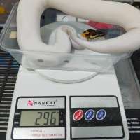 image-4