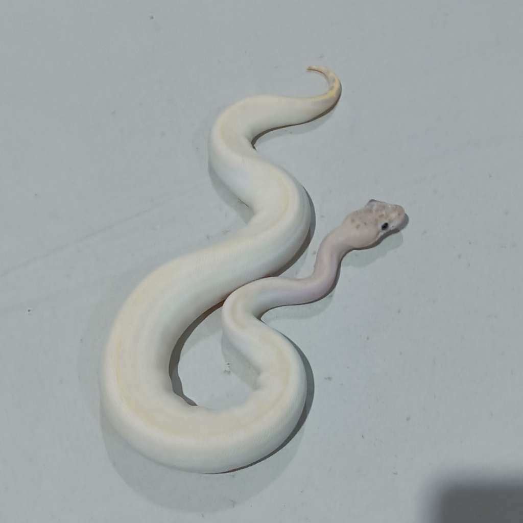 image-3