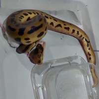 image-3