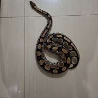 image-3