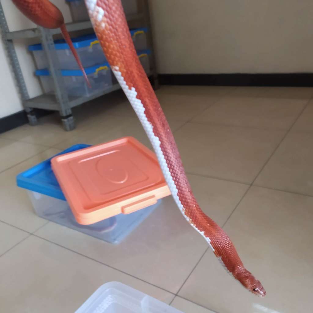 image-4