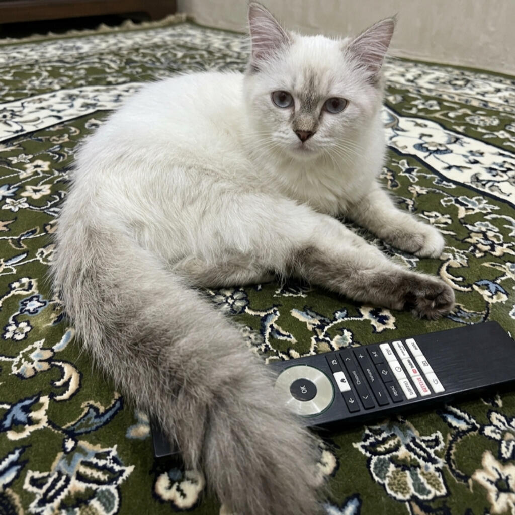 image-5