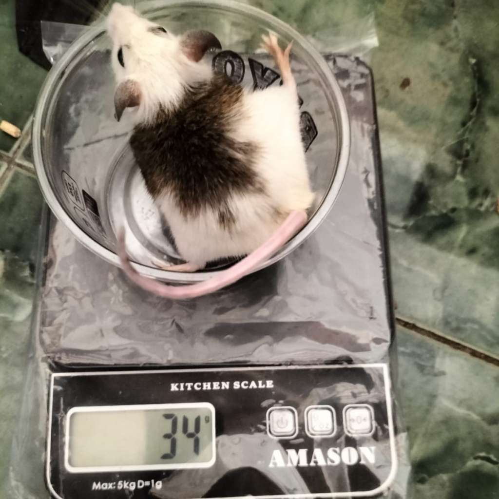 image-2