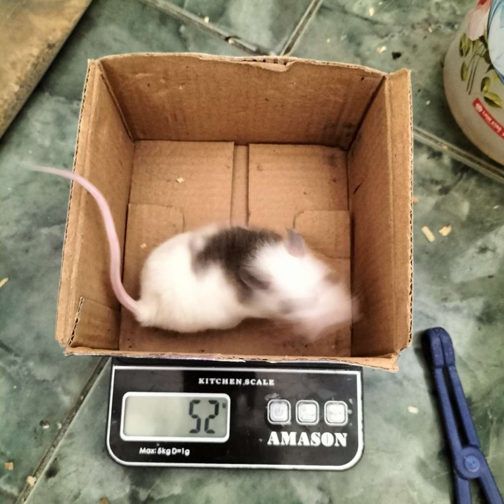 image-2