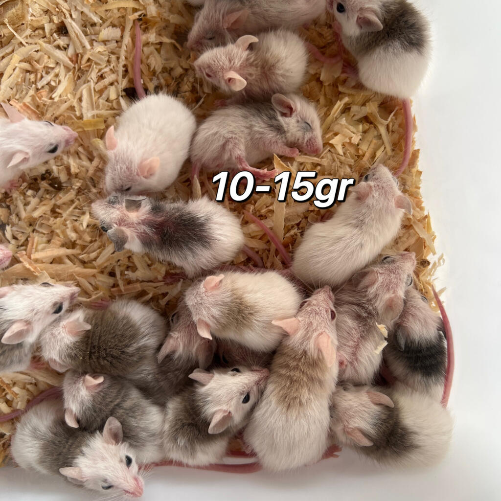 image-3