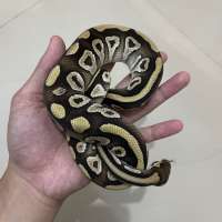 image-3